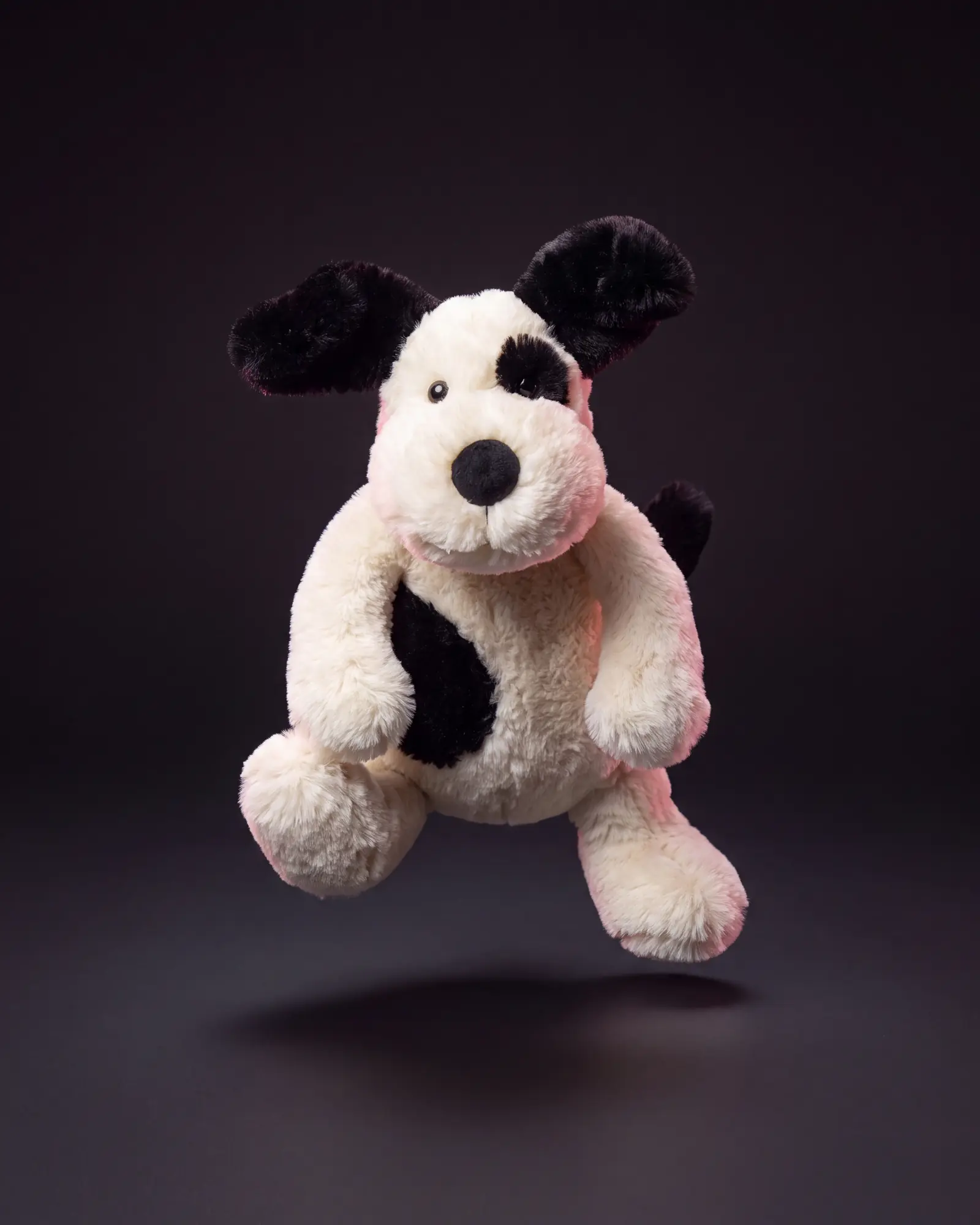 Bashful Black & Cream Puppy on a dark studio background.