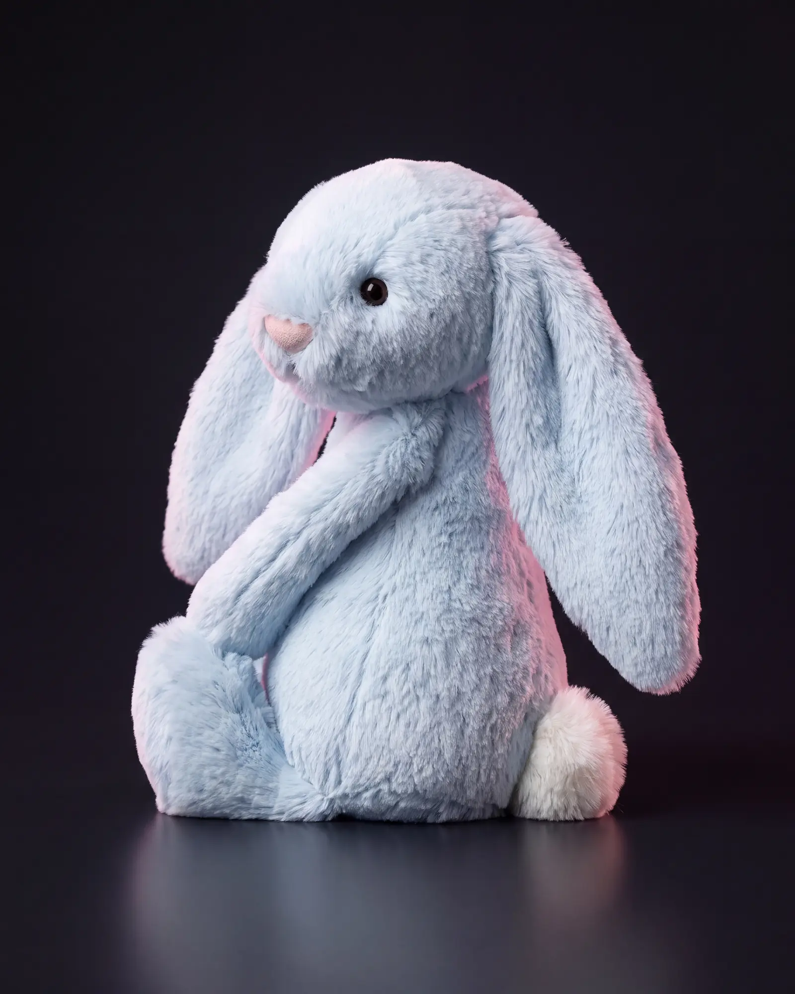 Bashful Blue Bunny on a dark studio background.