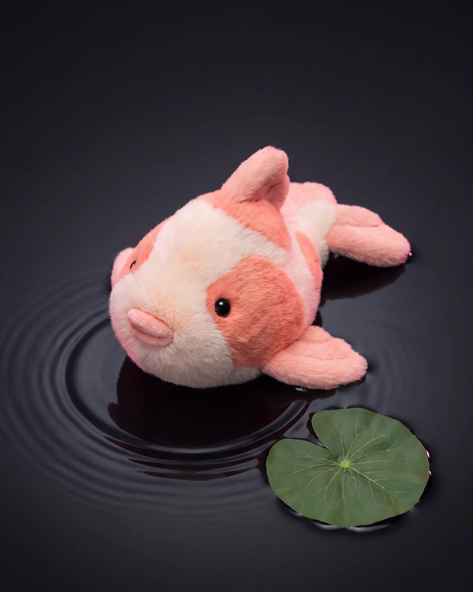 Fancy Carp、別角度からの一枚。