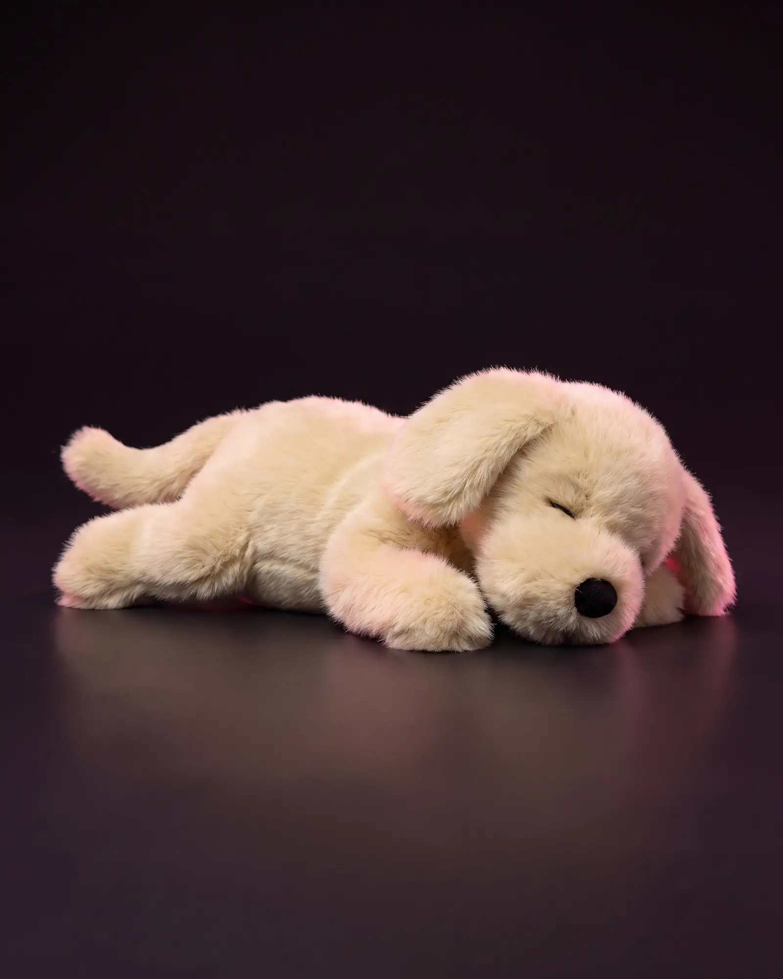 Golden Puppy on a dark studio background.