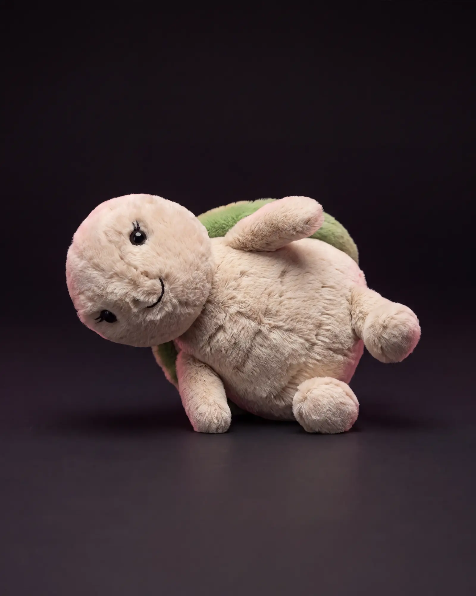 Thimble Turtle on a dark studio background.