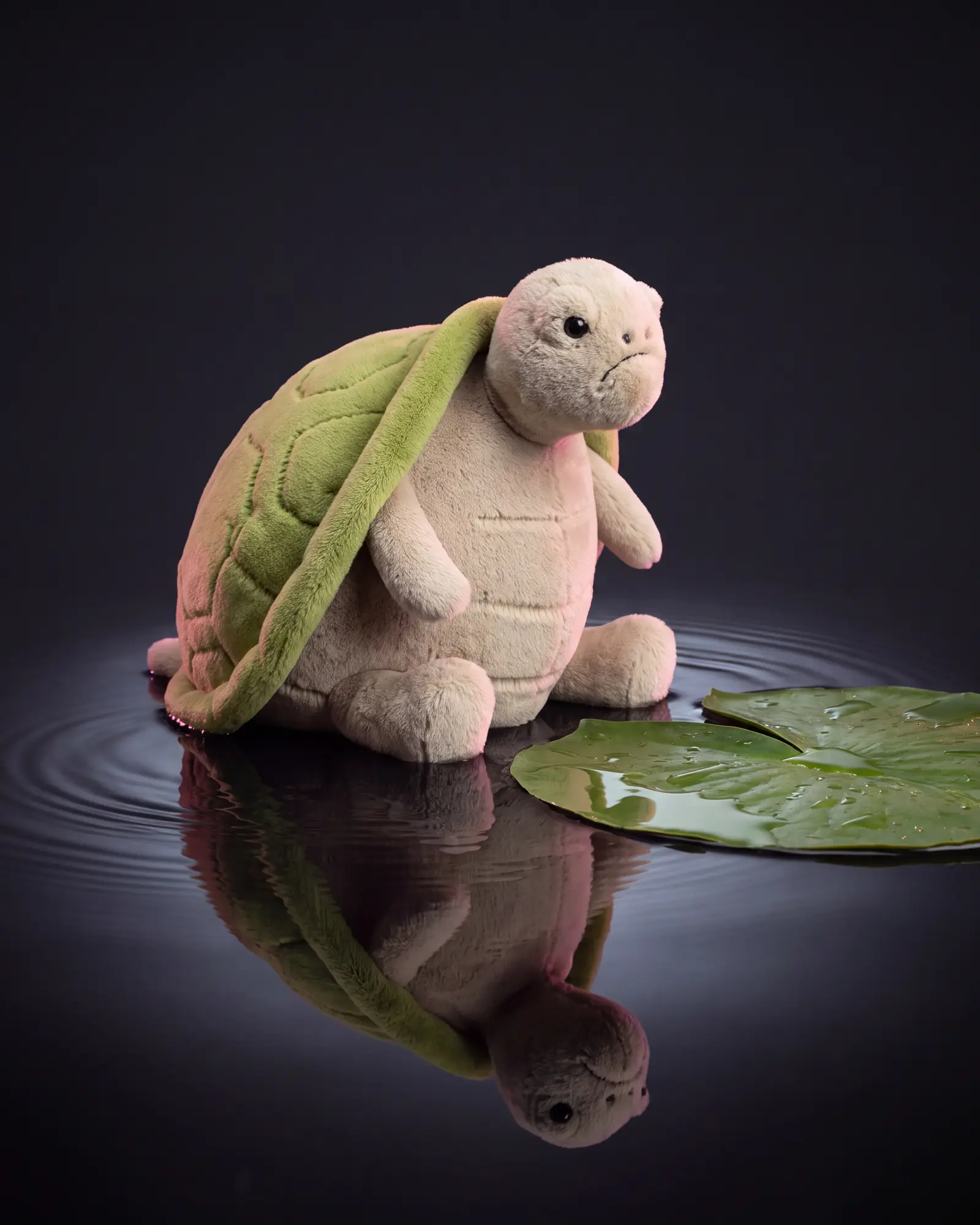 濃い色の静かな浅い水に座るカメ、まわりに波紋が広がり、隣には濡れた睡蓮の葉。