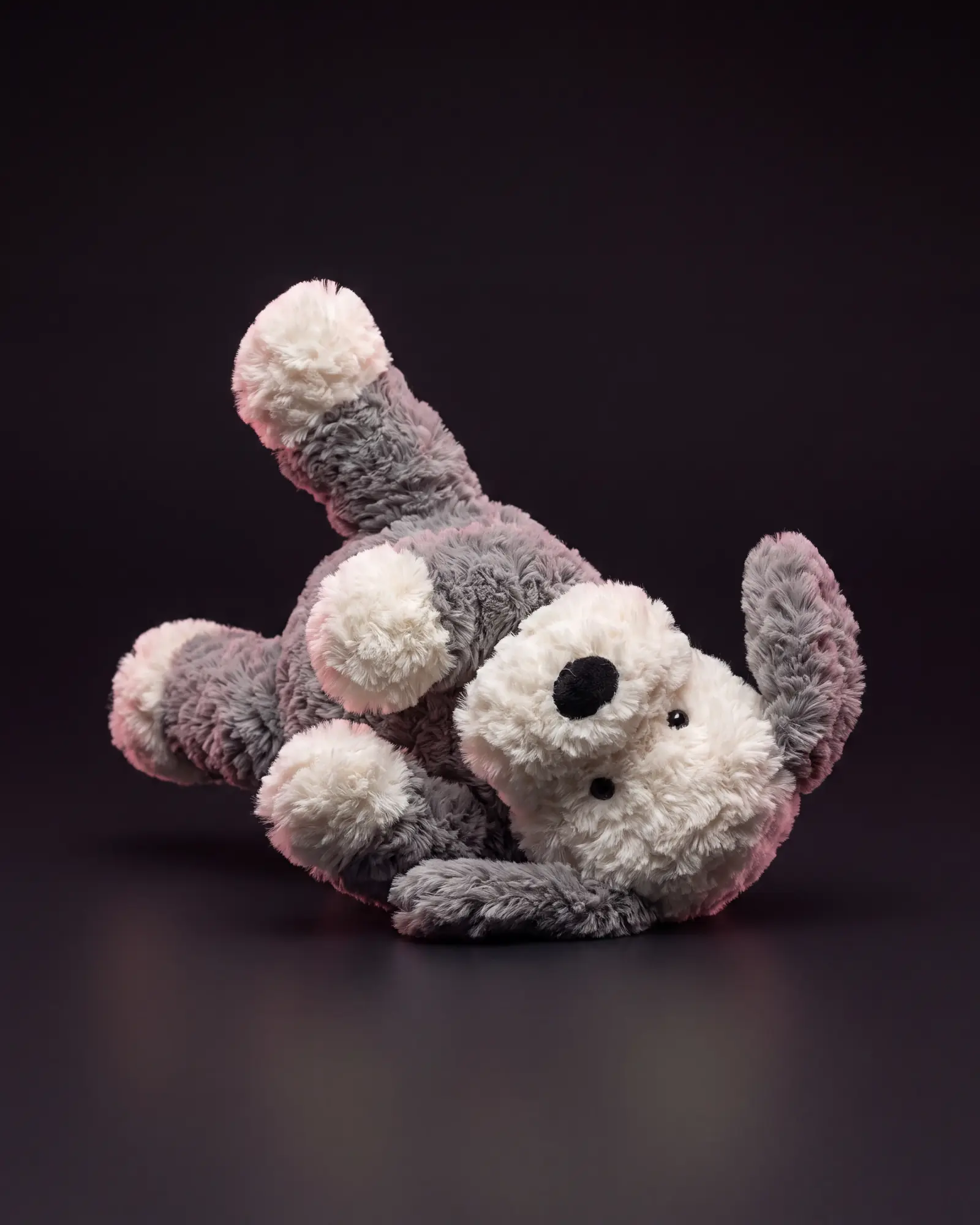 Tumblie Sheep Dog on a dark studio background.